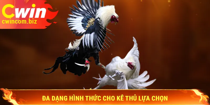 Đá gà Cwin có đa dạng hình thức cho kê thủ lựa chọn