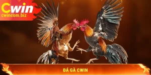 Đá gà Cwin