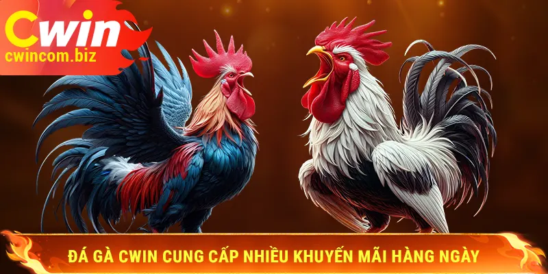 Đá gà Cwin cung cấp nhiều khuyến mãi hàng ngày