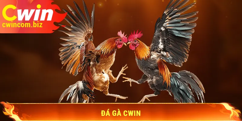 Đá gà Cwin